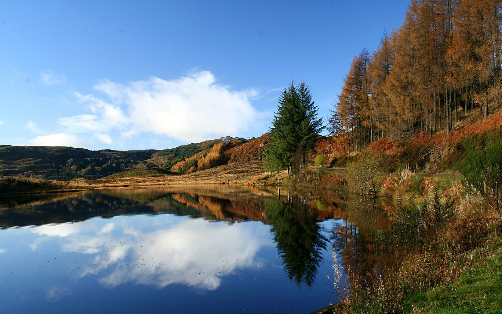 river-grass-trees-nature