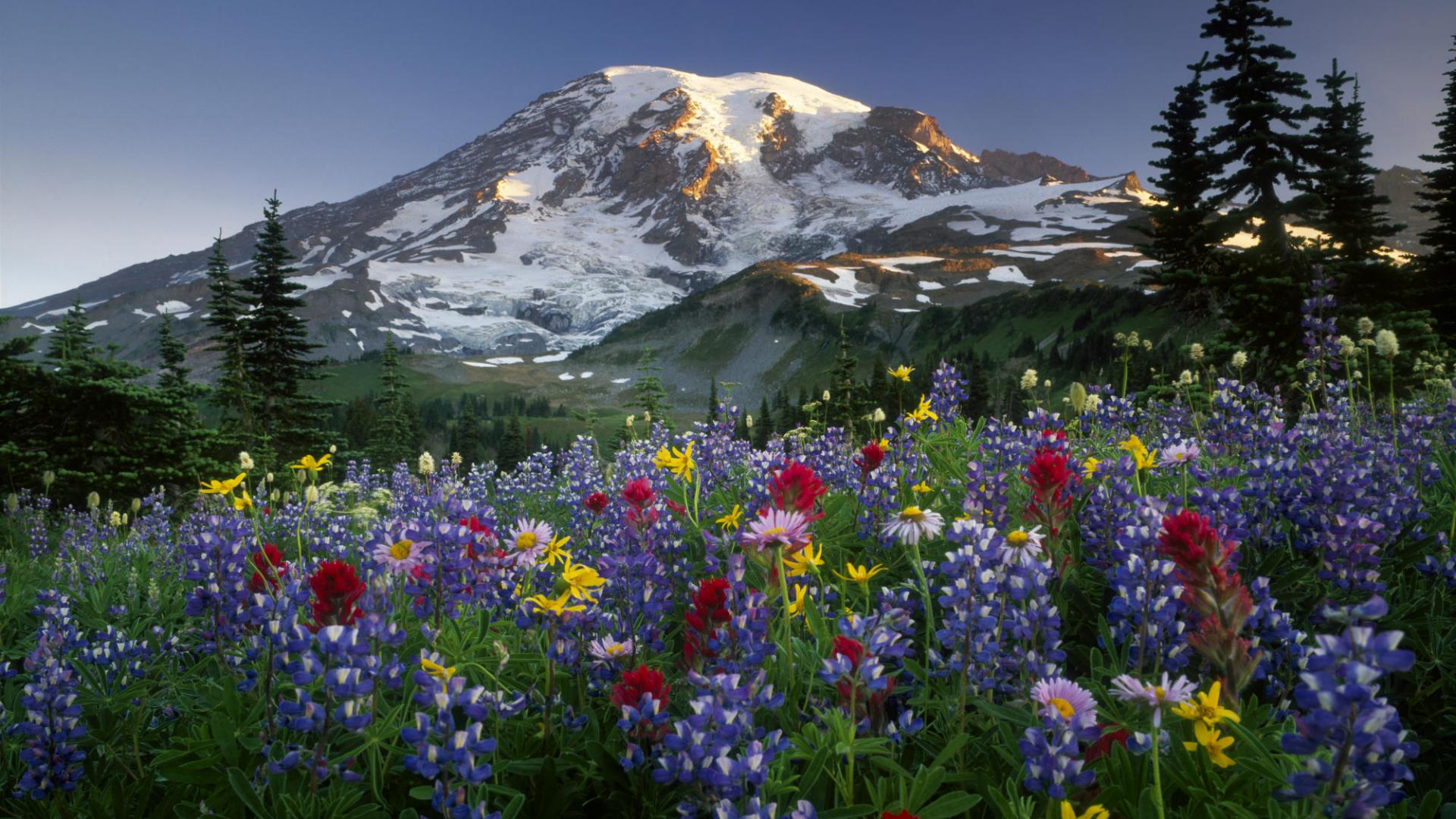 rowing-summer-wildflowers-sunrise-landscape-nature-hd-city-317780