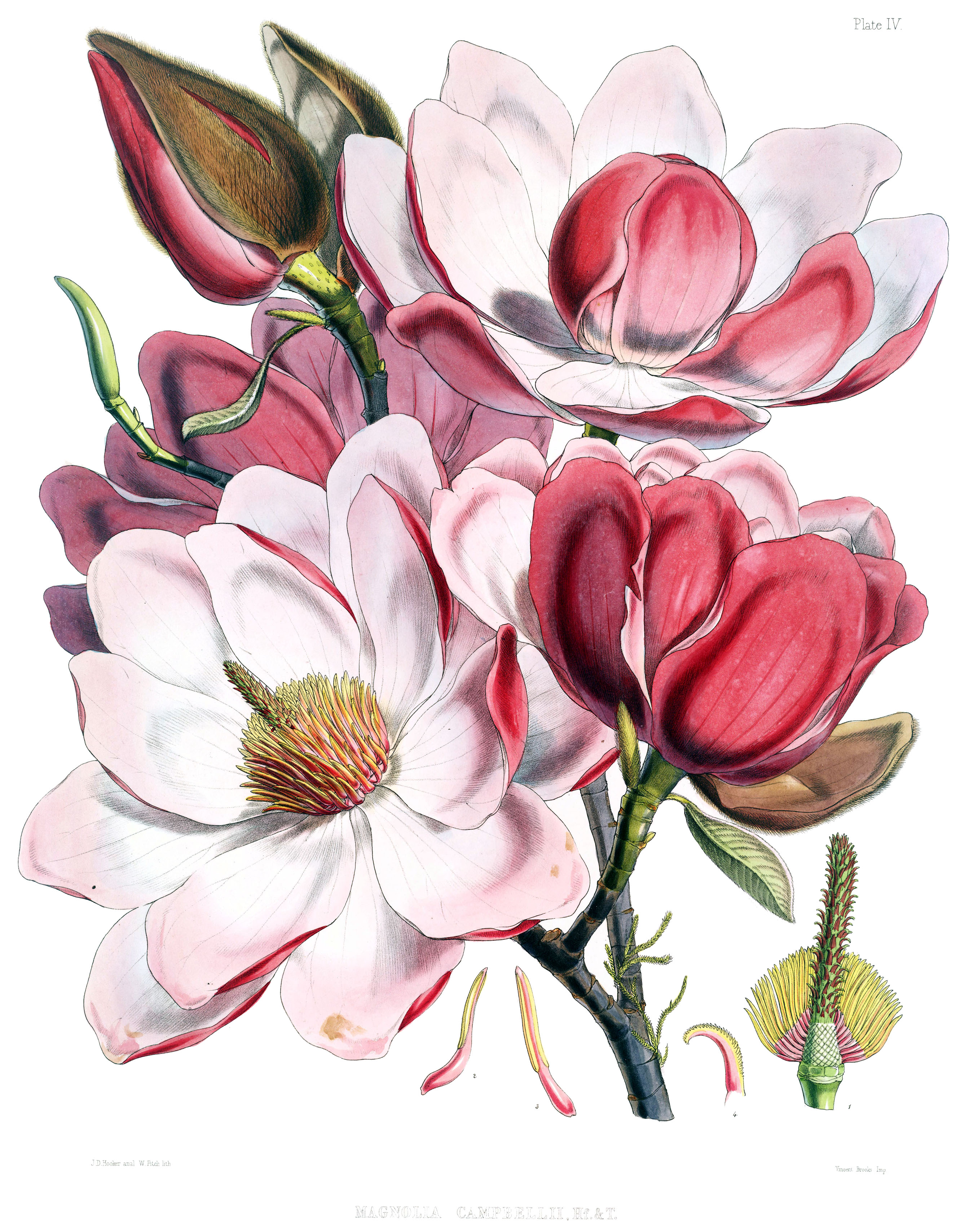 Magnolia_campbellii_flowers