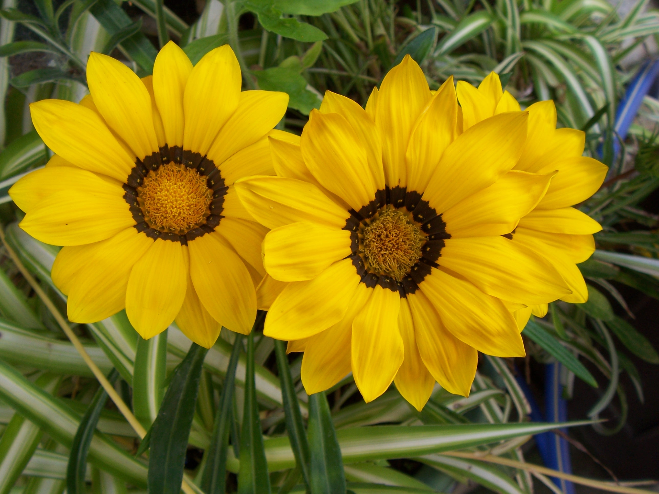 yellow_flowers