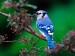 Beautiful Green Nature With Birds Blue Jay Bird