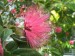 Calliandra_emarginata_-_Pink_Powderpuff_-_desc-flower