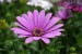 purple-flowers-flower-4059665